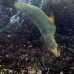 lion_sea_galapagos_cou_v_0171_ecu1272.jpg
